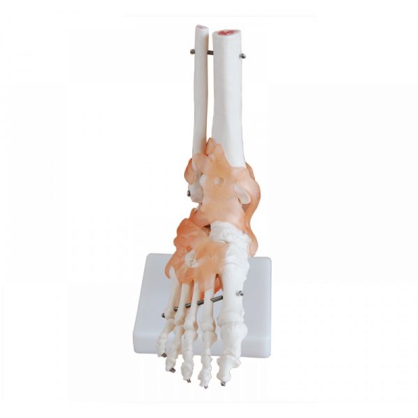 Anatomy Joint Models - Image 2