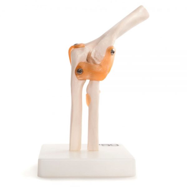 Anatomy Joint Models - Image 3