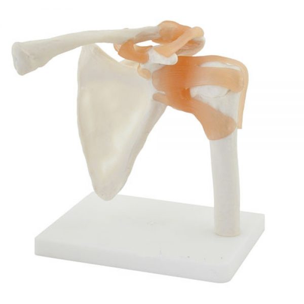 Anatomy Joint Models - Image 5