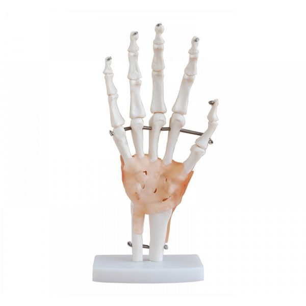 Anatomy Joint Models - Image 6