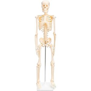 mini skeleton anatomy model