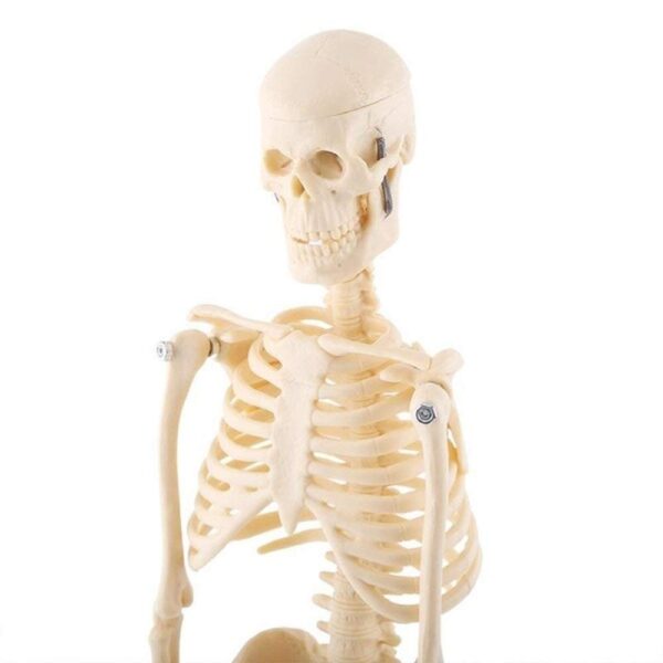Anatomical Desktop Skeleton Model - 45cm - Image 6