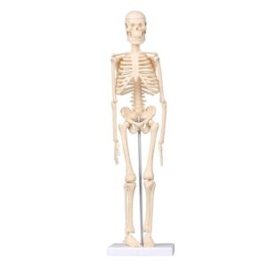 Anatomical Desktop Skeleton Model - 45cm