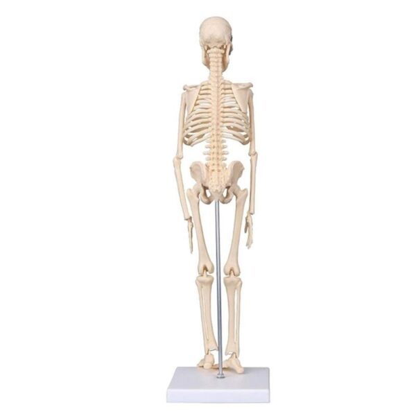 Anatomical Desktop Skeleton Model - 45cm - Image 5