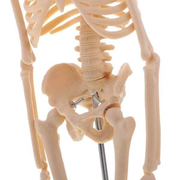 Anatomical Desktop Skeleton Model - 45cm - Image 3