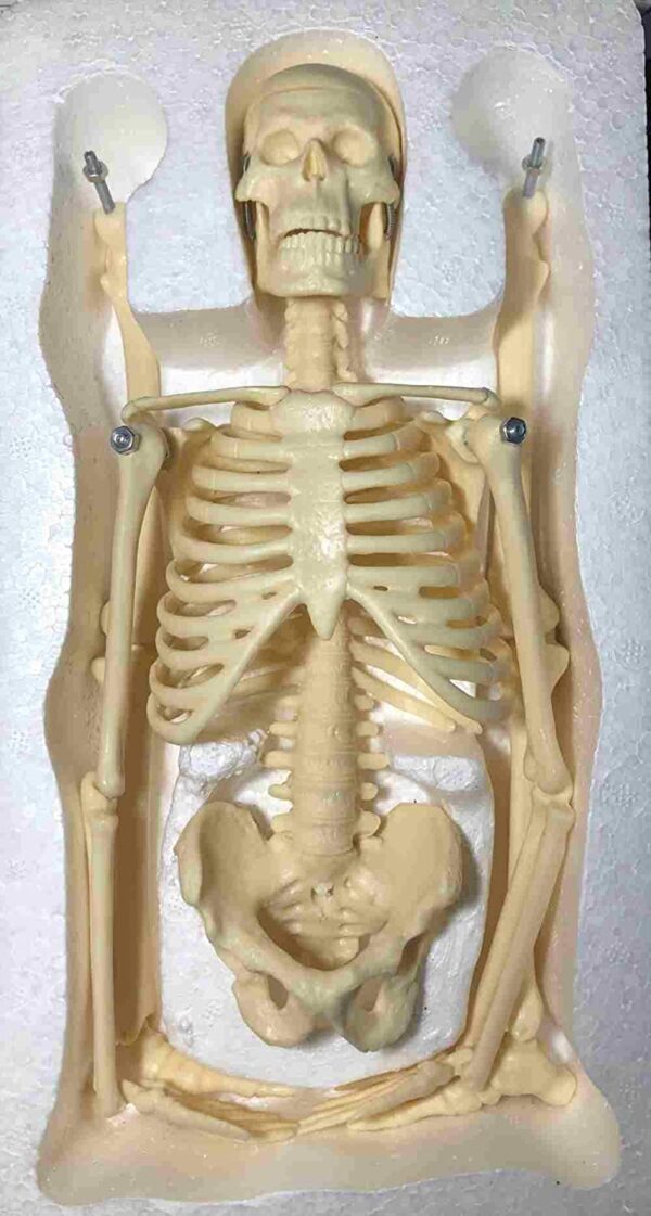 Anatomical Desktop Skeleton Model - 45cm - Image 7