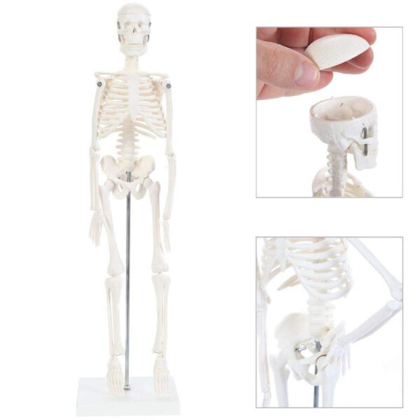 Anatomical Desktop Skeleton Model - 45cm - Image 2