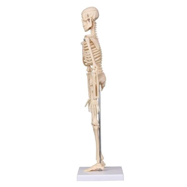 Anatomical Desktop Skeleton Model - 45cm - Image 4